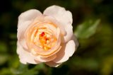 rose with triangular pale apricot cream colored petals