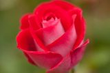 Rose with densely packed bi color petals cherry red near the edges and light pink elsewhere