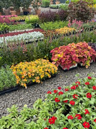 Photo of plants waiting to be planted