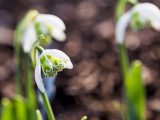 Focused is a white and green flowers and un focused are two white and green flowers