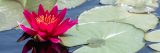 A strawberry-colored water lily floating among lilypads