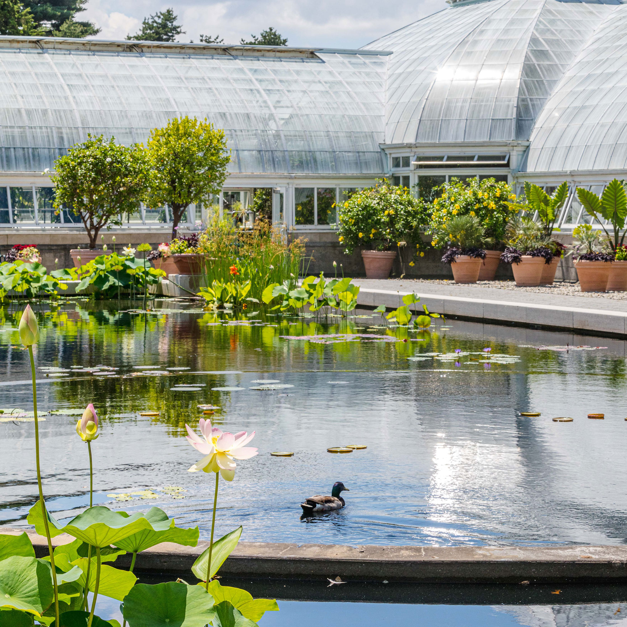 Photo of the Conservatory Courtyard Pools