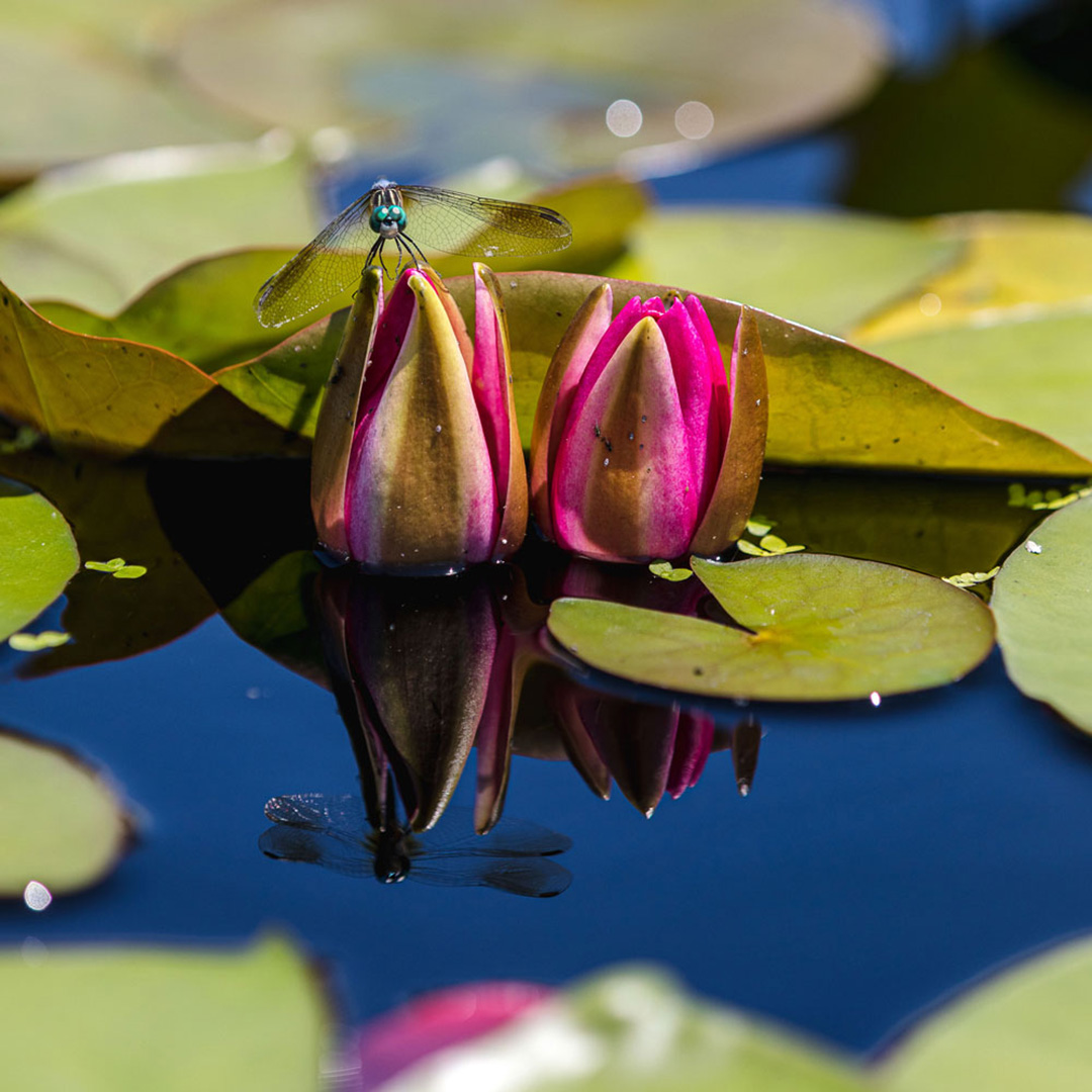 Photo of a water lily bloom with a dragonfly