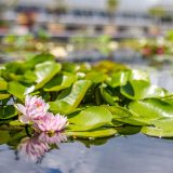 Water lilly