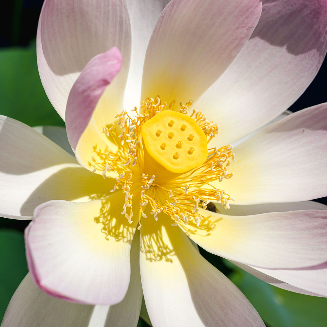 Photo of a lotus in bloom