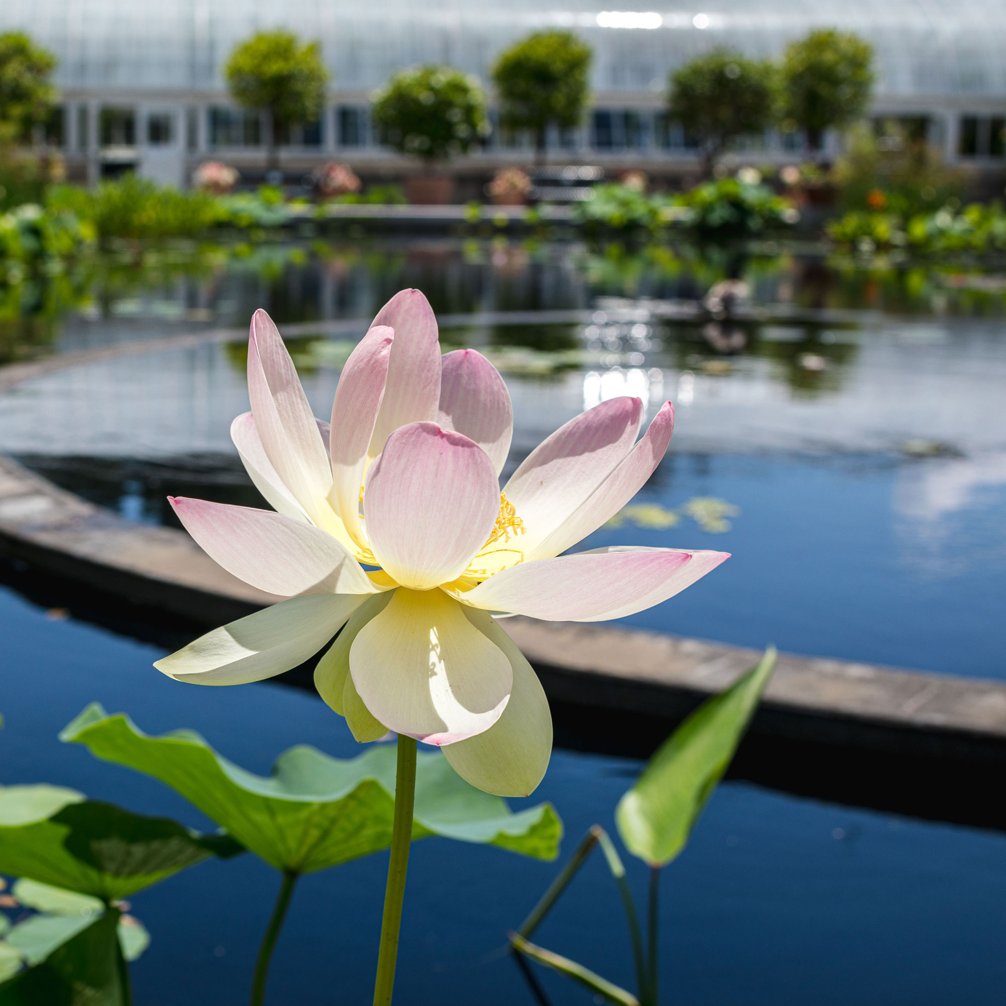 Photo of a lotus in bloom