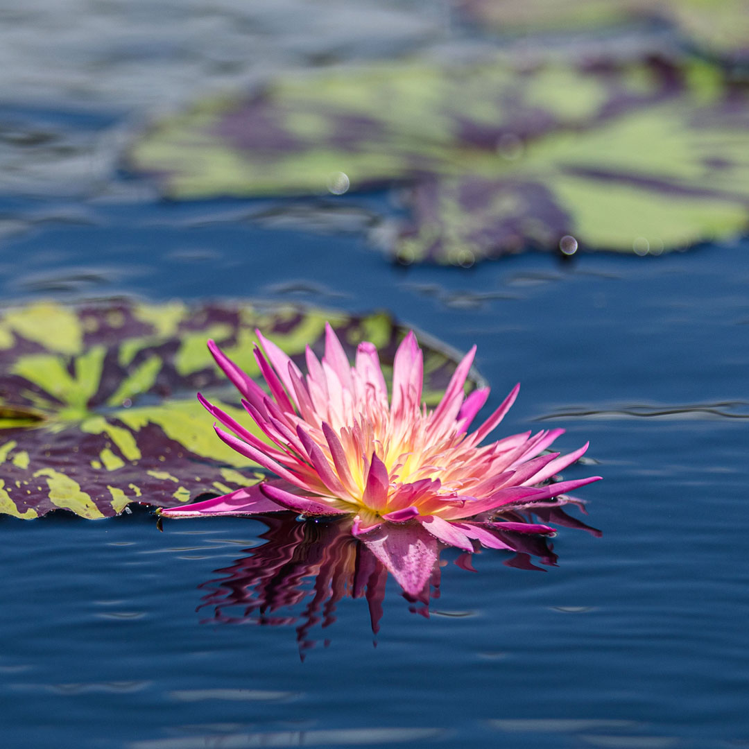 Photo of a water lily in bloom
