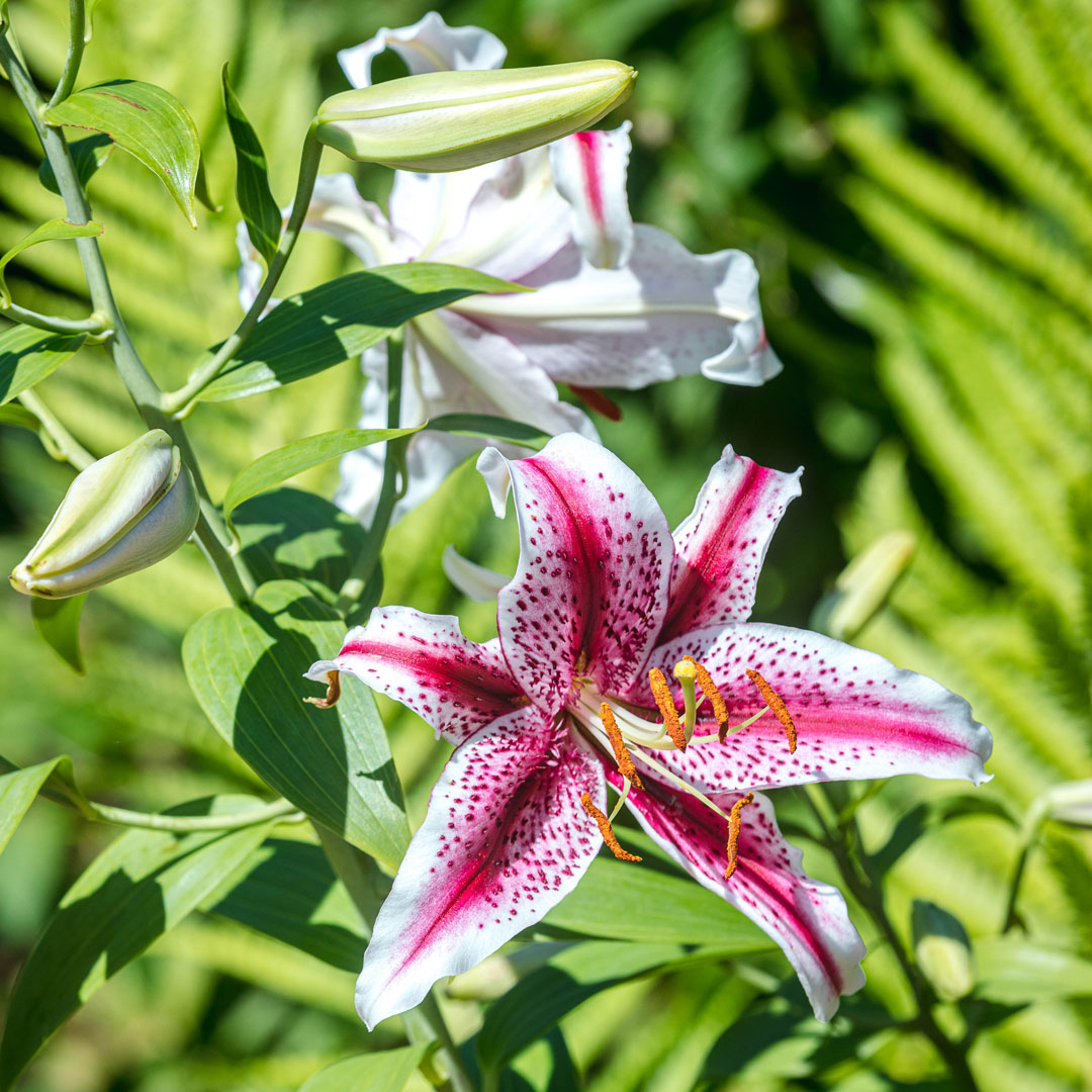 Photo of a lily