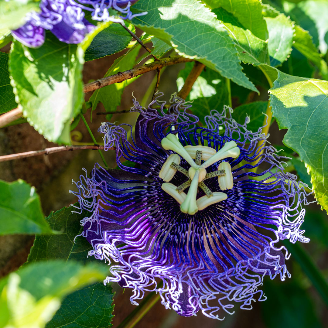 Photo of a passionflower