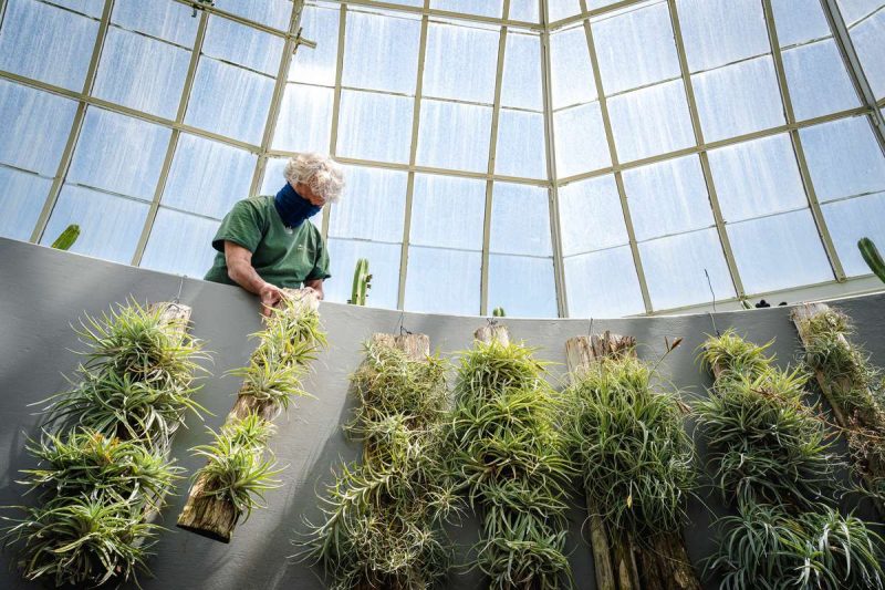 Photo of a horticulture staffer in the Conservatory