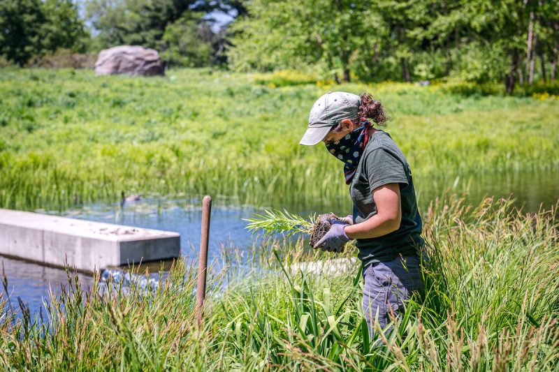 Photo of a horticulture staffer planting perennials