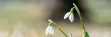 Two small tulips with a unfocused green background