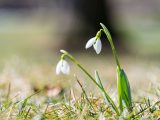 Two small tulips growing all around grass