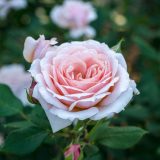 pink and white rose