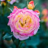 rose with densely packed pink and yellow petals