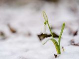 small white tulip growing all around snow