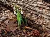 White tulips growing next to tree bark