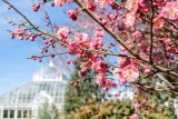 pink flowers in front of the conservatory