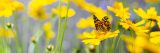 A butterfly perched on a yellow flower