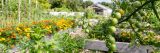 Tomatoes growing at the Edible Academy