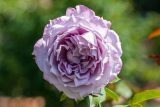 rose with densely packed steely pale purple petals