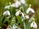 Focused is a white and green flower and unfocused are multiple of the same flower