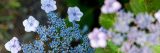 blue mountain hydrangeas spreading out in fractal-like patterns.
