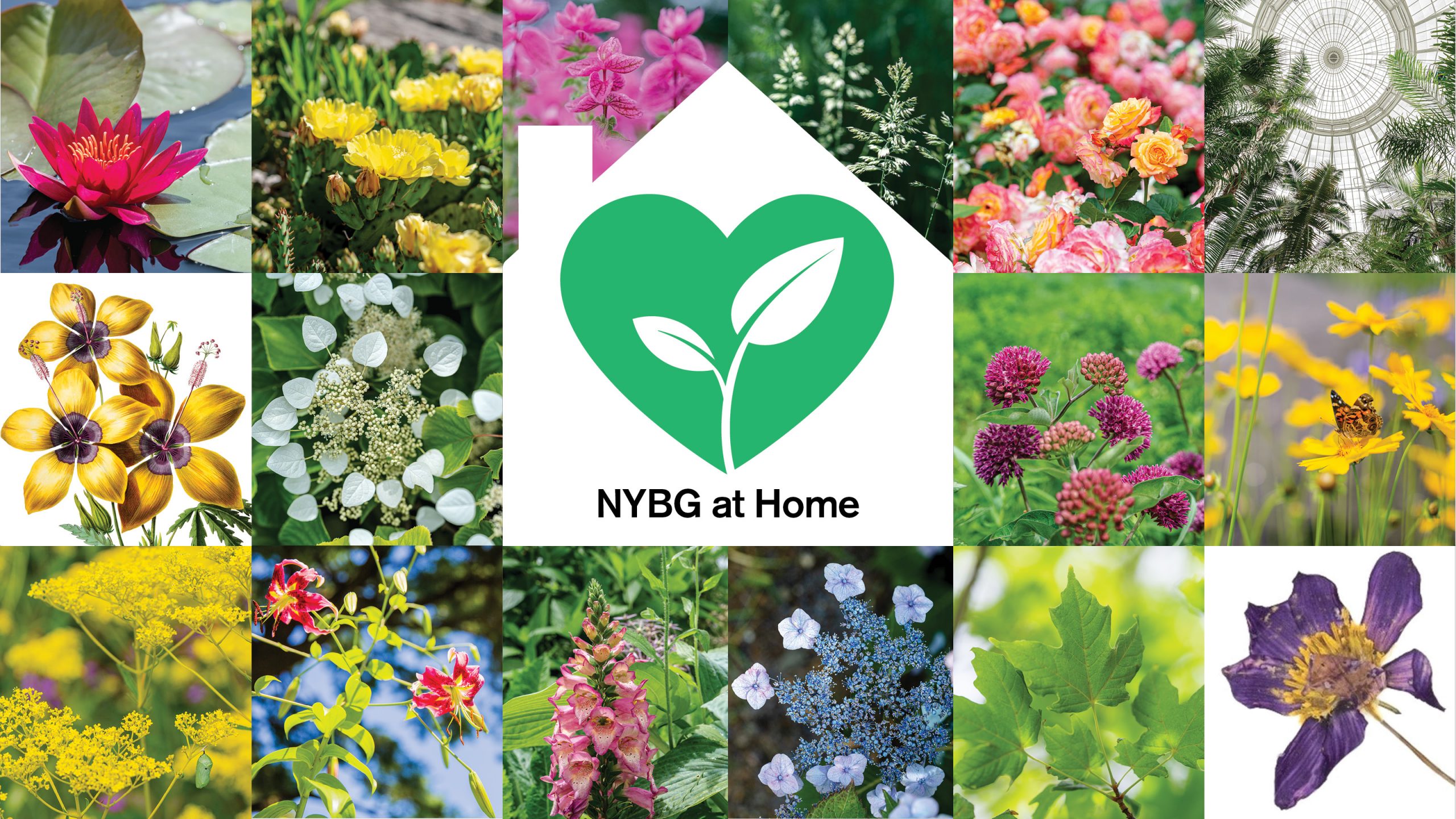 A variety of tiled images of flowers with a white illustration of a home in the center, housing a green heart with a sprout growing inside, along with the words "NYBG at Home."
