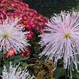 light purple chrysanthemum flowers