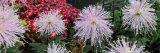 light purple chrysanthemum flowers