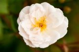 rose with creamy white petals