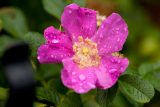 rose with five large bright pink petals