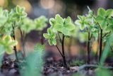 small green leaves