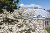 white flowers in front of conservatory