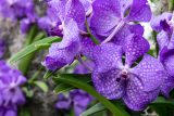 purple orchids