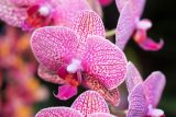 pink orchids