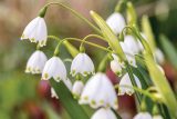 white snowdrops