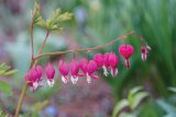 pink flowers