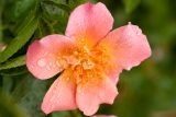 rose with five large pink petals with an apricot colored center