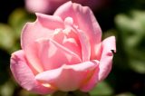 rose with densely packed pale pink petals