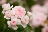 rose with densely packed pale pink petals