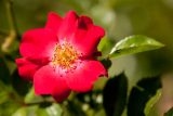 rose with five large cherry pink petals and a yellow center