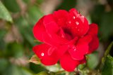 rose with red petals