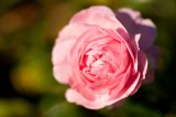 rose with densely packed pale pink petals