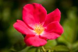 rose with five large rose pink petals and a yellow center