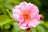 rose with lavender pink petals and an orange center