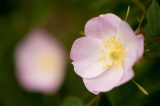 rose with five large white petals