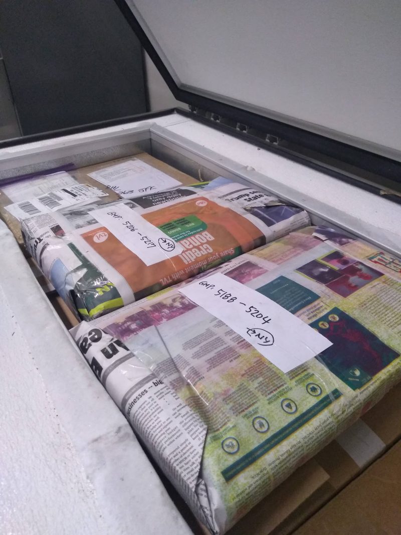 Herbarium specimens in a freezer.