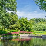 Native Plant Garden in the Summer