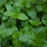 Mint leaves